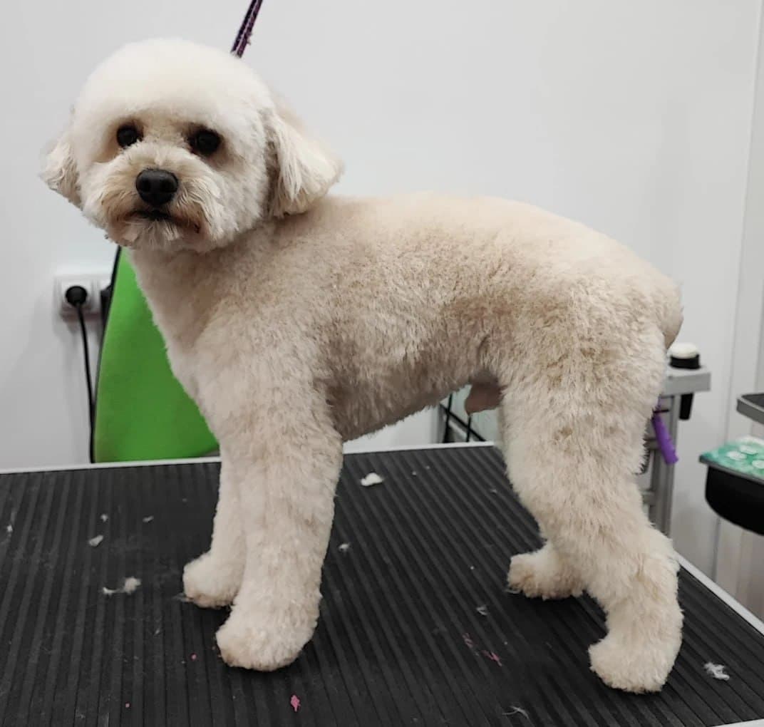 Trabajo de peluquería canina en perro blanco